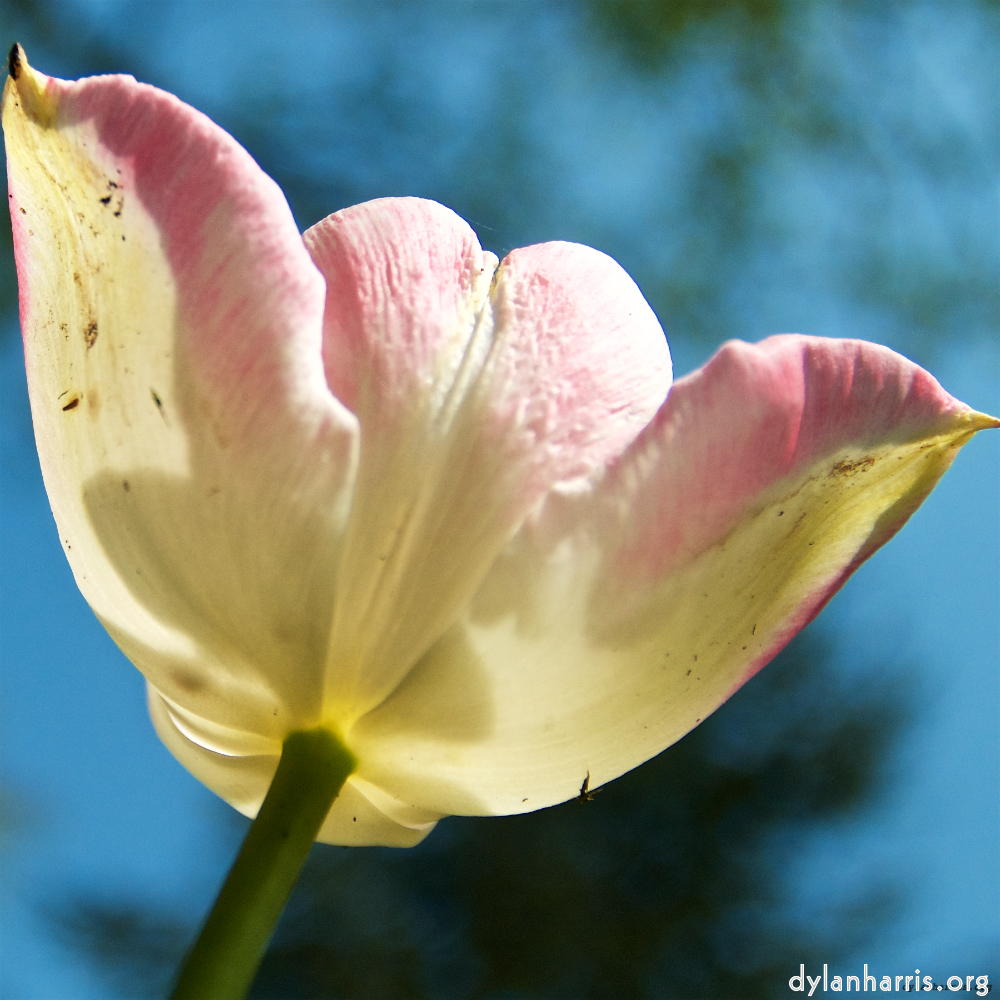 image: This is ‘
escher blummen (lxxxv) 9
’.