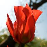 image: Image from the photoset ‘
escher blummen (lxxxv)
’.