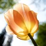 image: Image from the photoset ‘
escher blummen (lxxxv)
’.