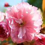 image: Image from the photoset ‘
escher blummen (lxxxv)
’.