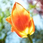 image: Image from the photoset ‘
escher blummen (lxxxv)
’.