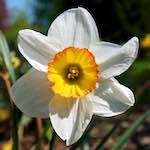 image: Image from the photoset ‘
escher blummen (lxxxv)
’.