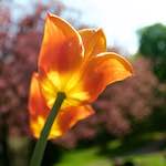 image: Image from the photoset ‘
escher blummen (lxxxv)
’.