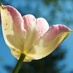 image: Image from the photoset ‘
escher blummen (lxxxv)
’.