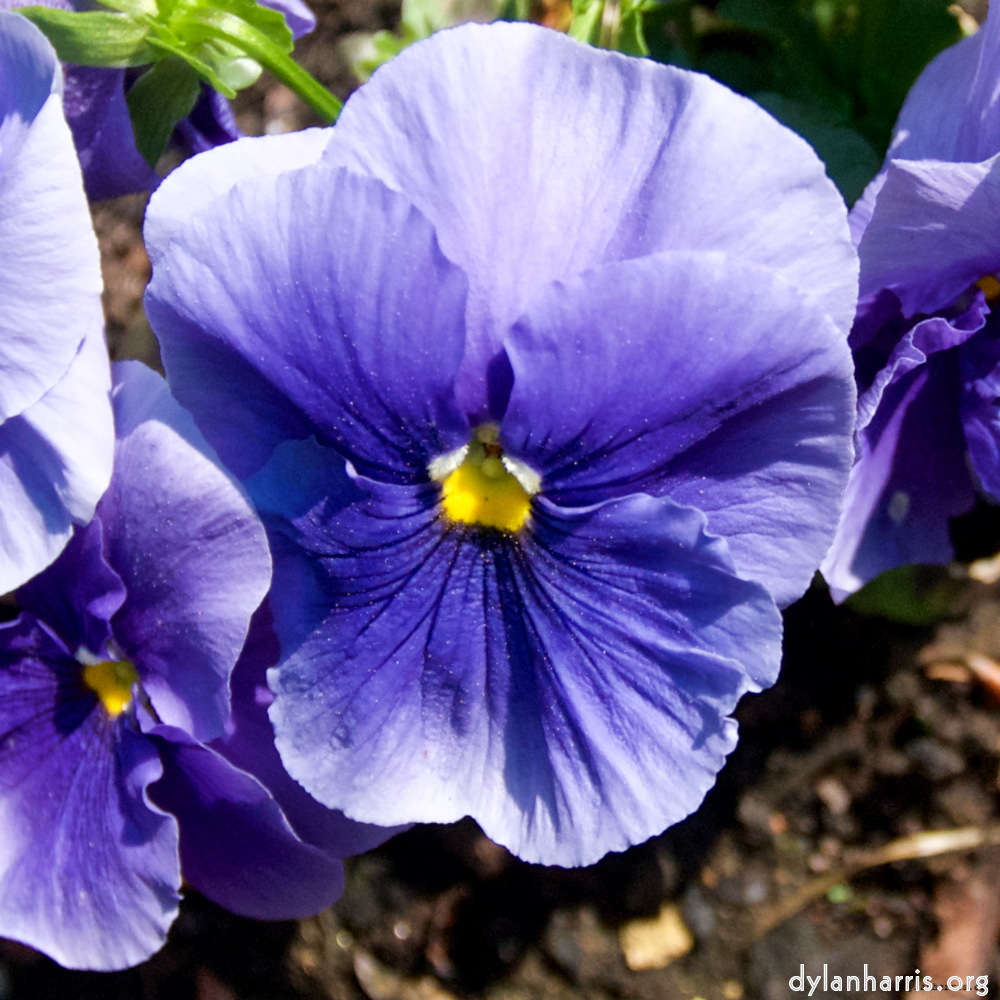 Image: Image 'escher blummen (lxxxvi) 3'.