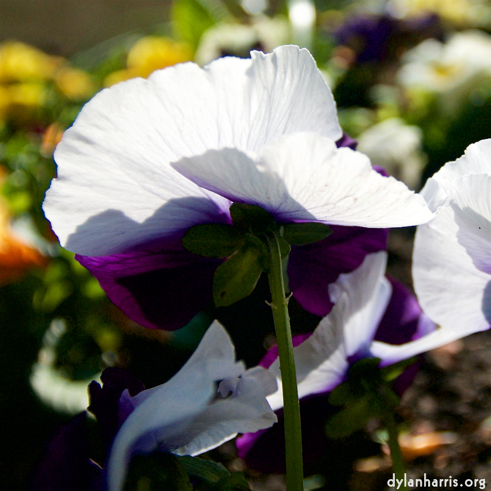 Image: Image 'escher blummen (lxxxvi) 6'.