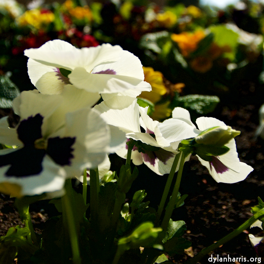 Image: Image 'escher blummen (lxxxvi) 9'.