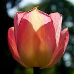 image: Image from the photoset ‘
escher blummen (lxxxvi)
’.