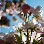 image: Image from the photoset ‘
escher blummen (lxxxvi)
’.