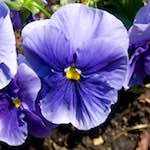 image: Image from the photoset ‘
escher blummen (lxxxvi)
’.