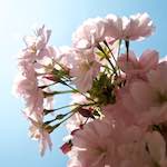 image: Image from the photoset ‘
escher blummen (lxxxvi)
’.