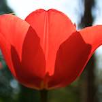 image: Image from the photoset ‘
escher blummen (lxxxvi)
’.