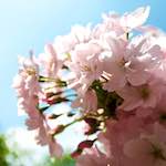 image: Image from the photoset ‘
escher blummen (lxxxvi)
’.