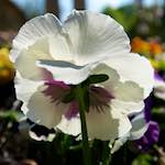 image: Image from the photoset ‘
escher blummen (lxxxvi)
’.