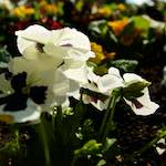 image: Image from the photoset ‘
escher blummen (lxxxvi)
’.