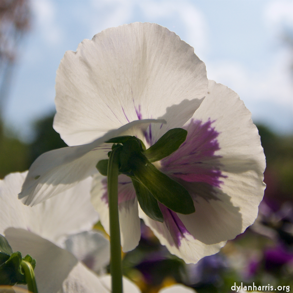 image: This is ‘
escher blummen (lxxxvii) 2
’.