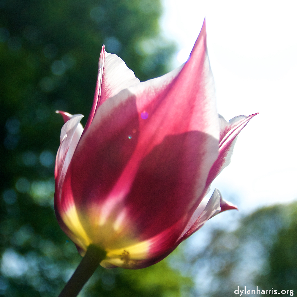 image: This is ‘
escher blummen (lxxxvii) 3
’.