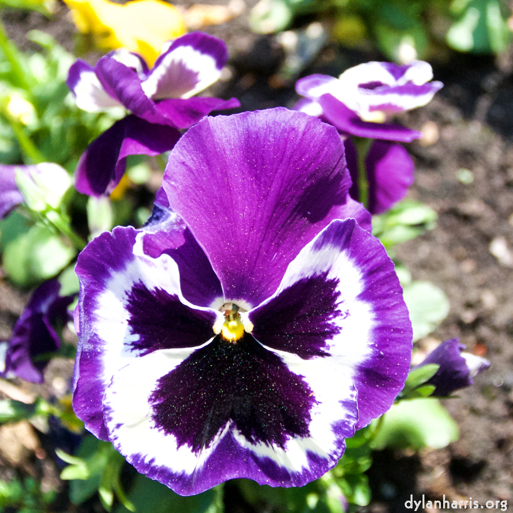 image: This is ‘
escher blummen (lxxxvii) 4
’.