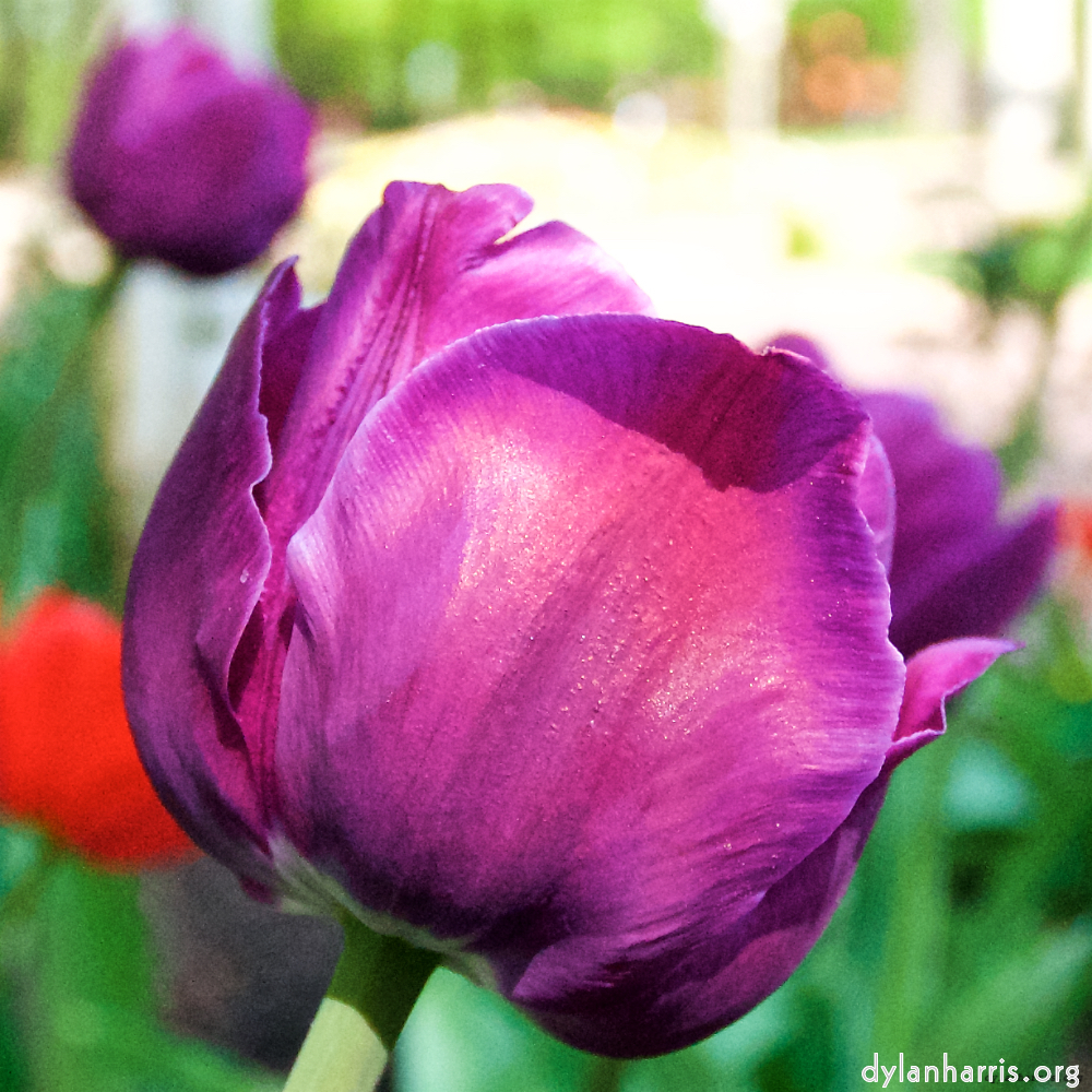 image: This is ‘
escher blummen (lxxxvii) 6
’.