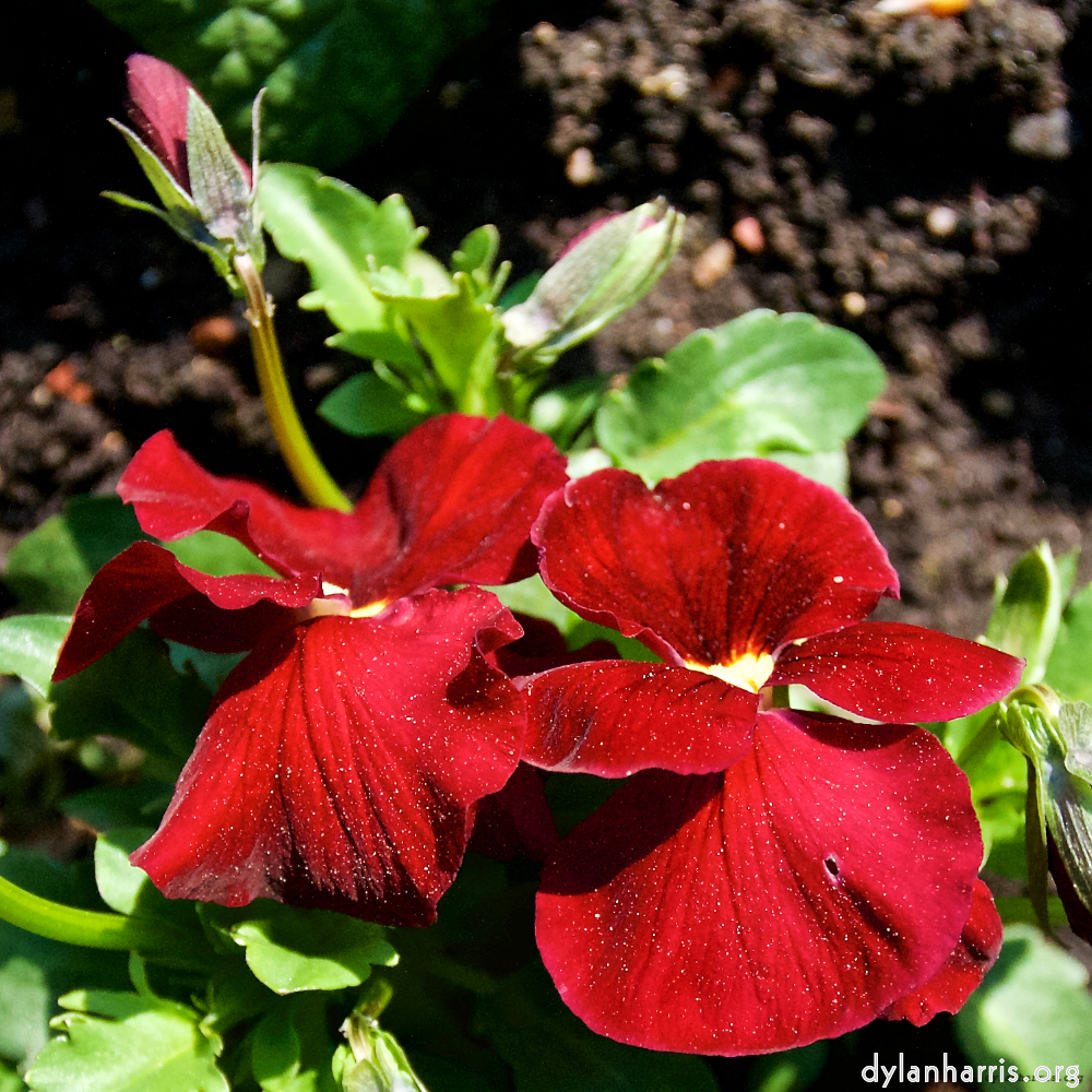 image: This is ‘
escher blummen (lxxxvii) 8
’.