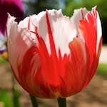 image: Image from the photoset ‘
escher blummen (lxxxvii)
’.