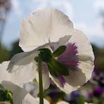 image: Image from the photoset ‘
escher blummen (lxxxvii)
’.