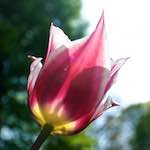 image: Image from the photoset ‘
escher blummen (lxxxvii)
’.