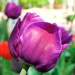 image: Image from the photoset ‘
escher blummen (lxxxvii)
’.