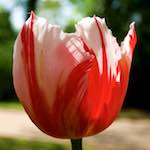 image: Image from the photoset ‘
escher blummen (lxxxvii)
’.