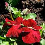 image: Image from the photoset ‘
escher blummen (lxxxvii)
’.