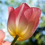 image: Image from the photoset ‘
escher blummen (lxxxvii)
’.