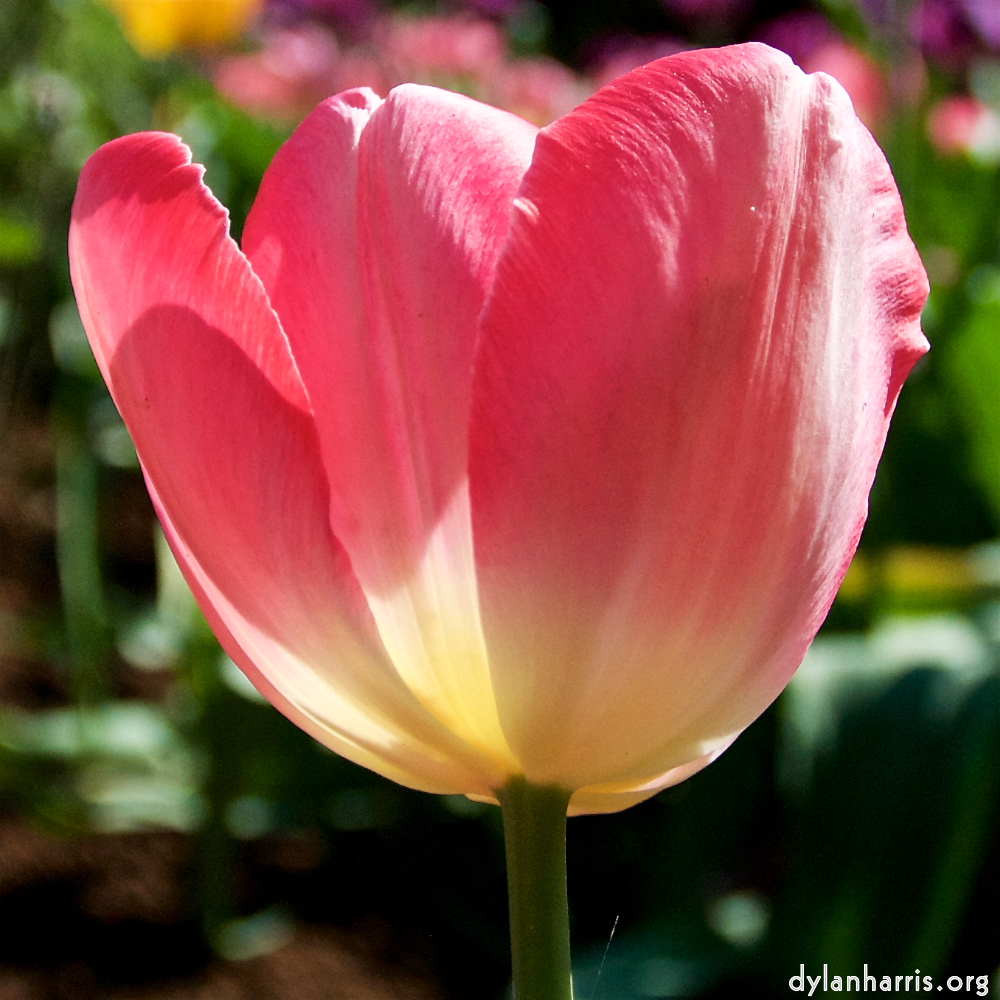 image: This is ‘
escher blummen (lxxxviii) 1
’.