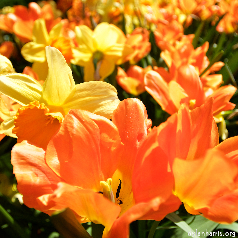 image: This is ‘
escher blummen (lxxxviii) 2
’.