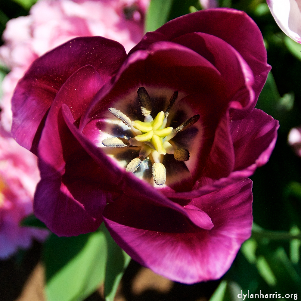 image: This is ‘
escher blummen (lxxxviii) 3
’.