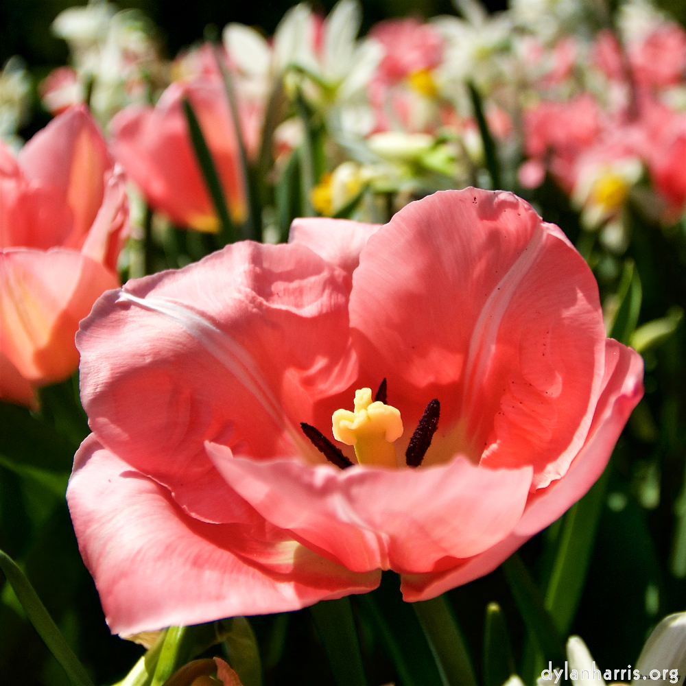 image: This is ‘
escher blummen (lxxxviii) 4
’.