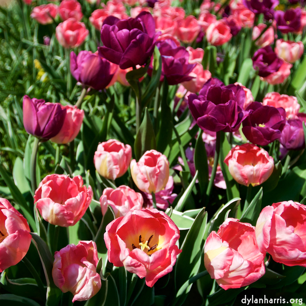 image: This is ‘
escher blummen (lxxxviii) 7
’.