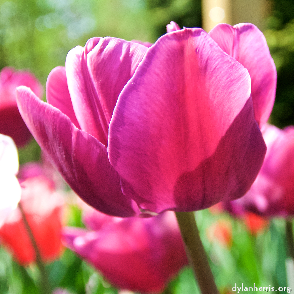 image: This is ‘
escher blummen (lxxxviii) 8
’.