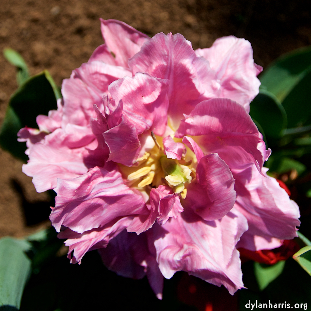 image: This is ‘
escher blummen (lxxxviii) 9
’.