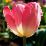 image: Image from the photoset ‘
escher blummen (lxxxviii)
’.