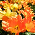 image: Image from the photoset ‘
escher blummen (lxxxviii)
’.