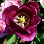 image: Image from the photoset ‘
escher blummen (lxxxviii)
’.