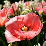 image: Image from the photoset ‘
escher blummen (lxxxviii)
’.