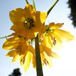 image: Image from the photoset ‘
escher blummen (lxxxviii)
’.