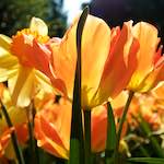 image: Image from the photoset ‘
escher blummen (lxxxviii)
’.