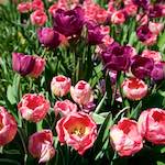 image: Image from the photoset ‘
escher blummen (lxxxviii)
’.