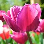 image: Image from the photoset ‘
escher blummen (lxxxviii)
’.