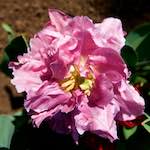 image: Image from the photoset ‘
escher blummen (lxxxviii)
’.