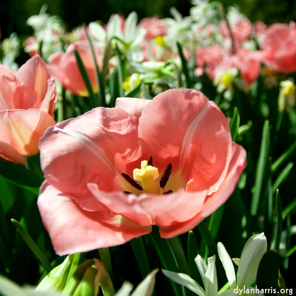 image: This is ‘
escher blummen (lxxxix) 1
’.