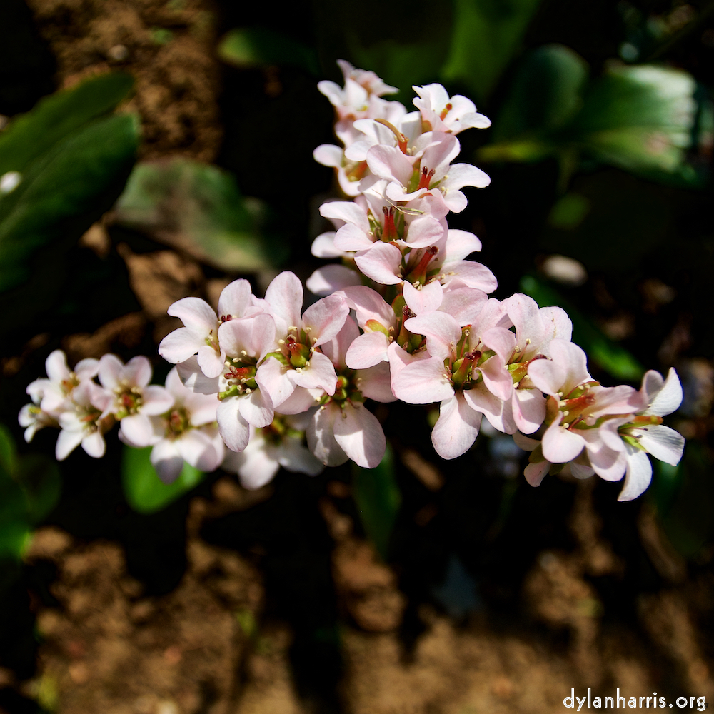 image: This is ‘
escher blummen (lxxxix) 2
’.