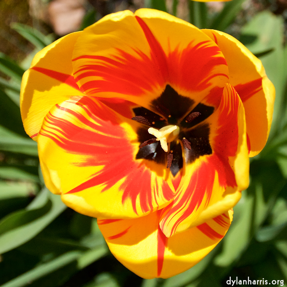 image: This is ‘
escher blummen (lxxxix) 3
’.